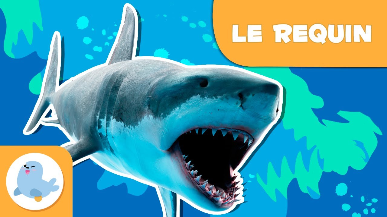 Le requin 🦈 Les animaux pour enfants 🌊