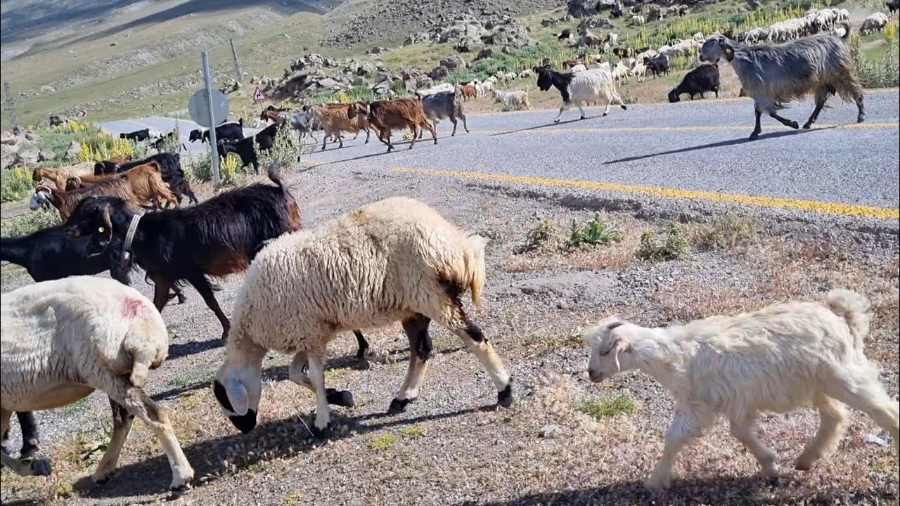 Hasandağı Doğal Sesi! Özlemini Çekenler Burada mı? #nature #naturelife  #wildanimal #wildlife #wild
