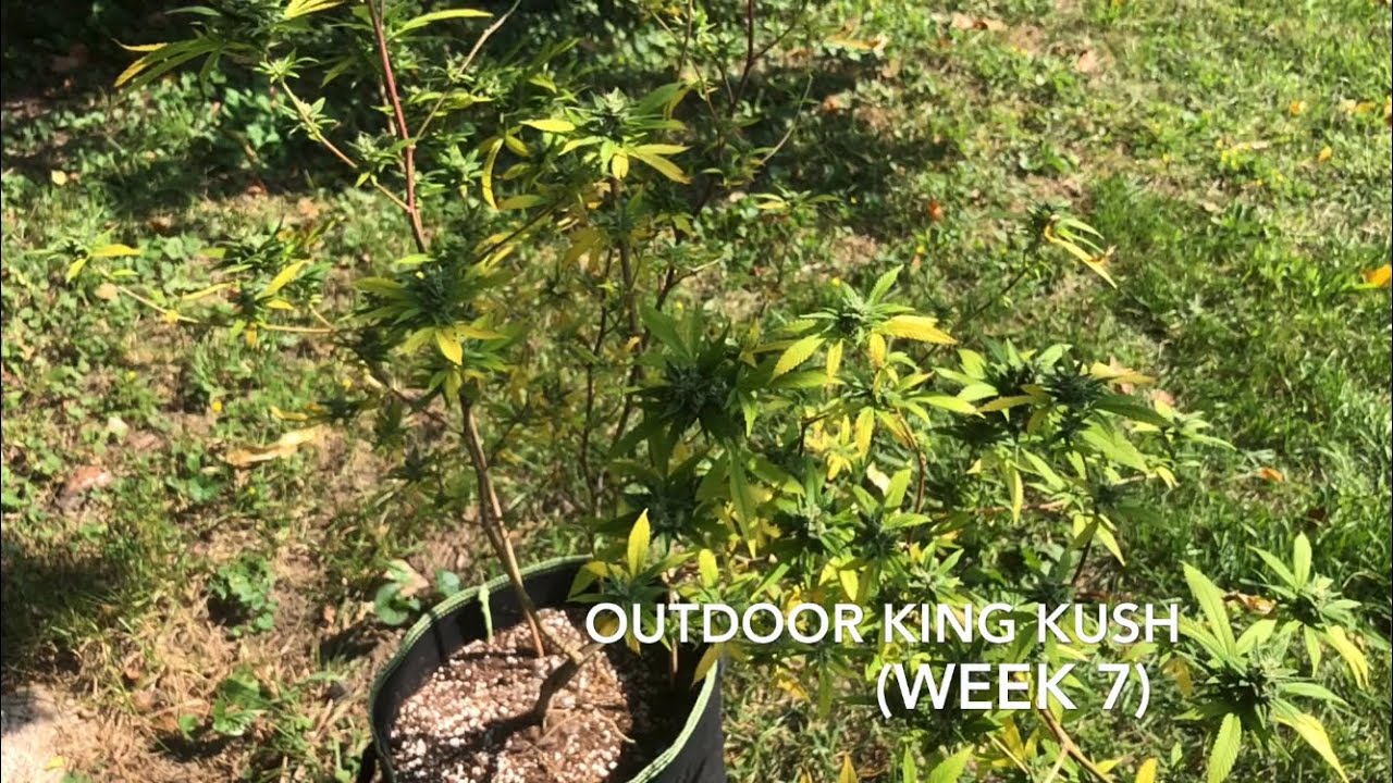 Backyard Grow - King Kush (Flower Week 7)