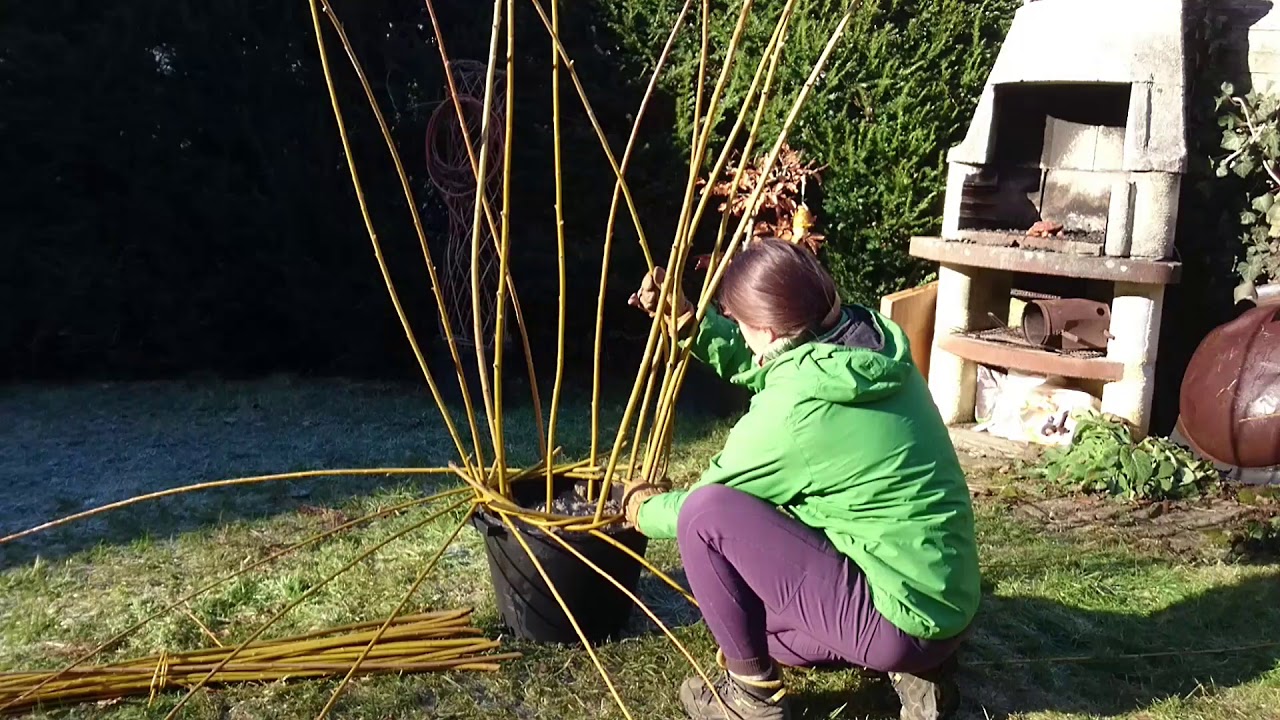 Willow obelisk, Rankhife aus Weiden