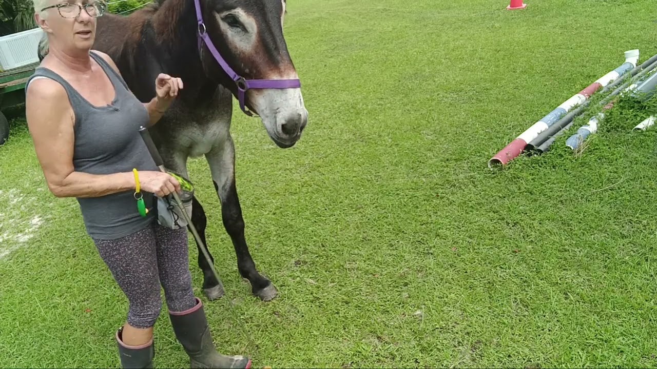 Teaching the Spanish walk  to your donkey / horse/equine