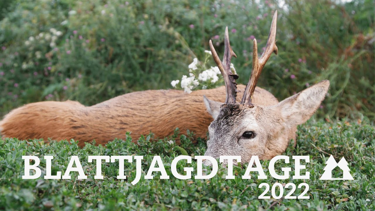 Blattjagdtage 2022 | Blattjagd mit Jungj&auml;gern auf den Rehbock | Bockjagd zur Blattzeit