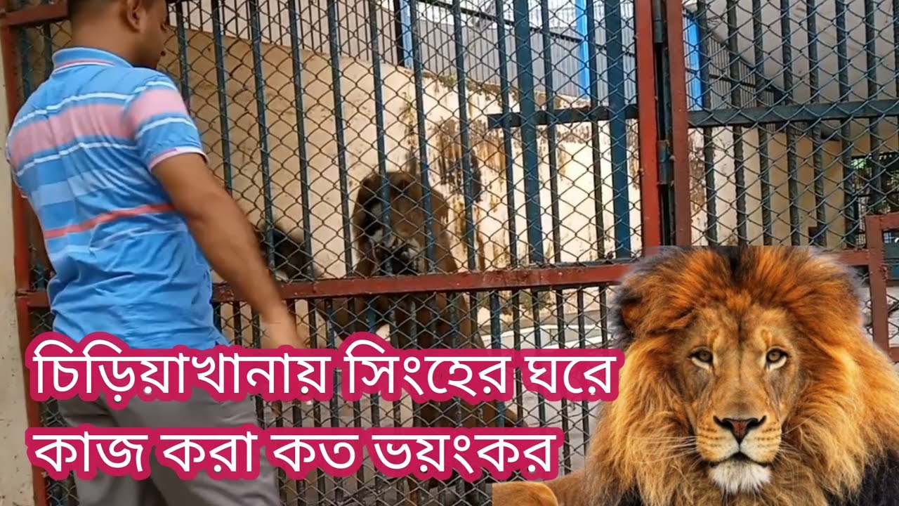 দেখুন চিড়িয়াখানায় সিংহের ঘরে কাজ করা কত ভয়ংকর