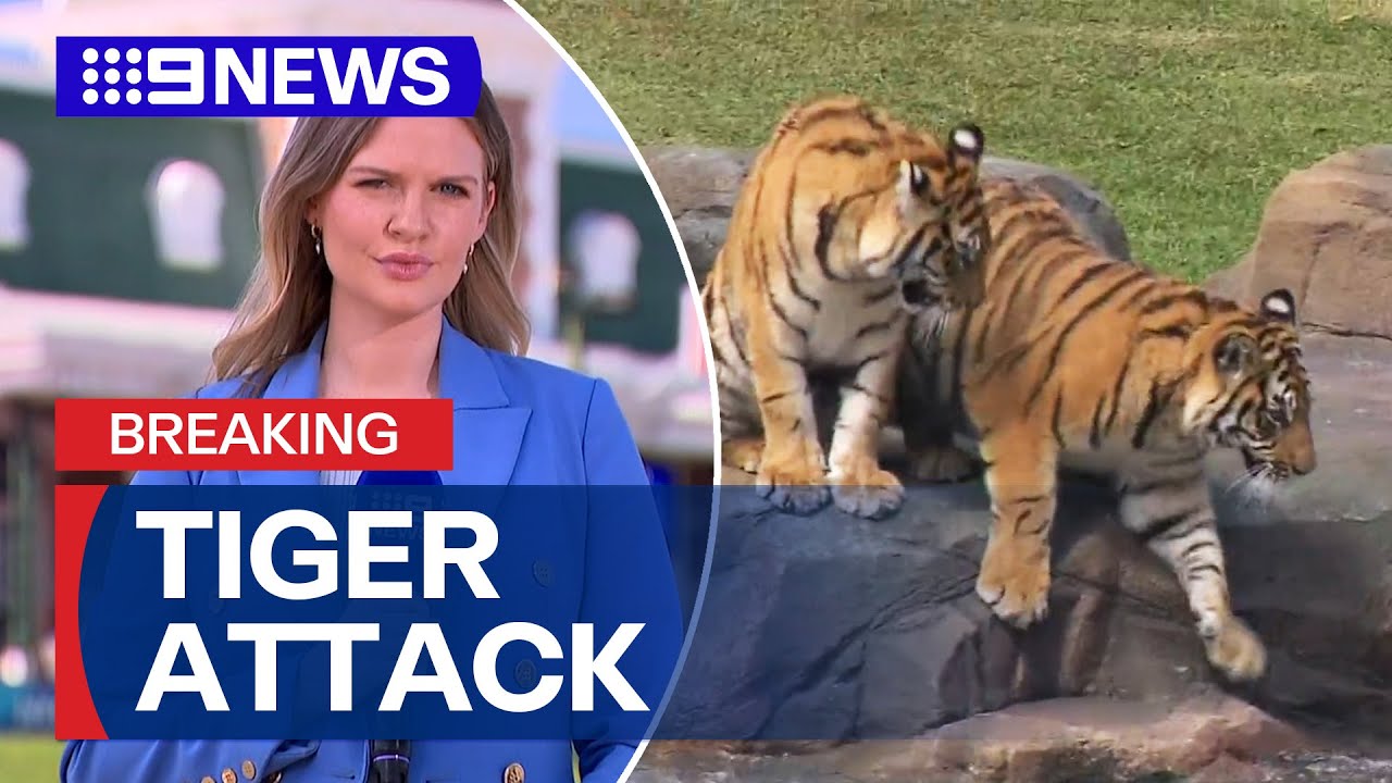 Handler mauled by tiger at Dreamworld | 9 News Australia