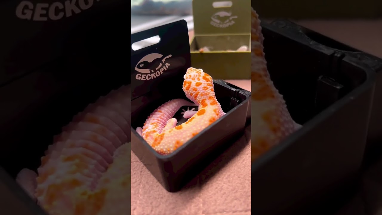 It&rsquo;s the best way we know how we can help geckos with disabilities to eat better and easier.