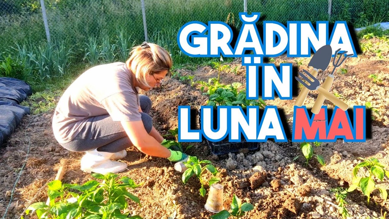 Ce plantăm/ semănăm în luna MAI🌱🌺🍅
