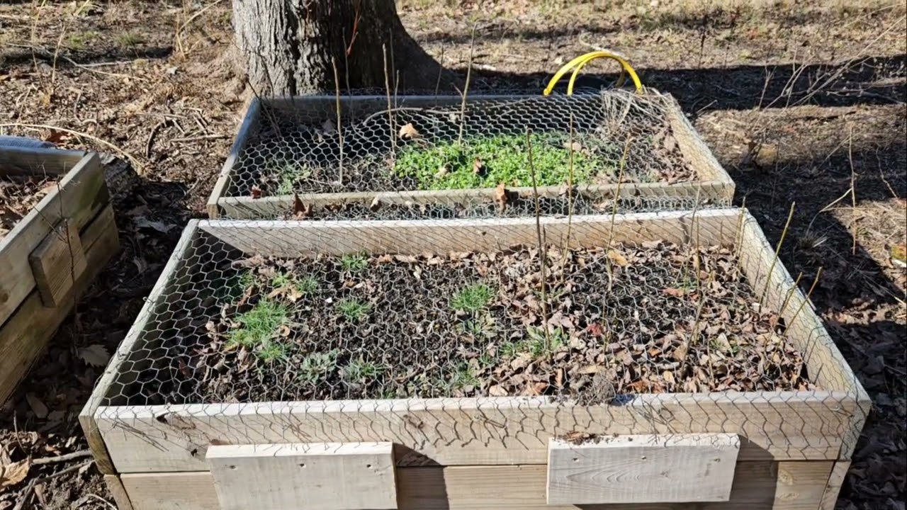 Transplanting trees from air prune beds