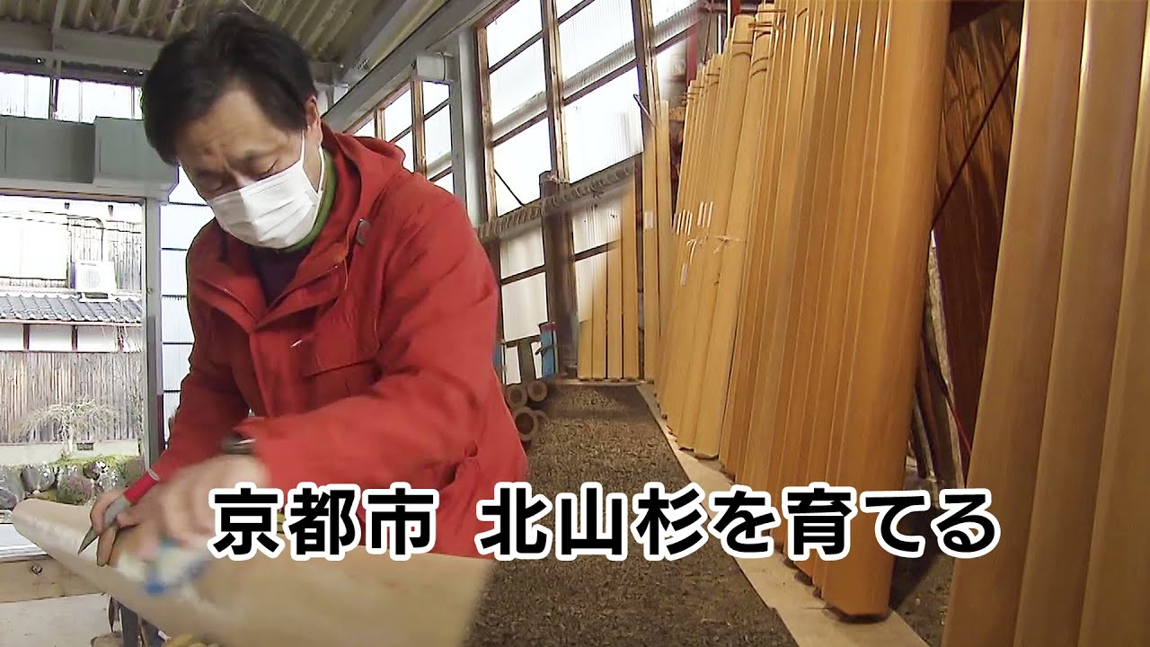 【特集】京都市 北山杉を育てる｜KBS京都