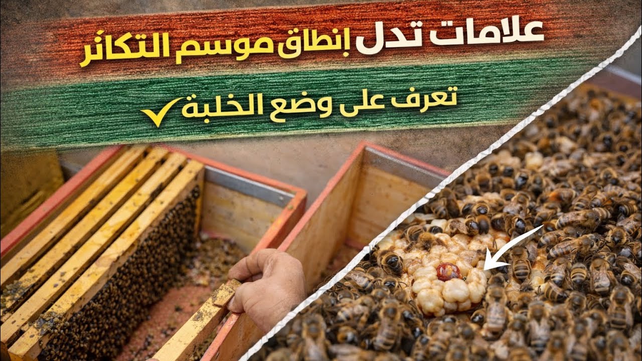 علامات وملاحظات على بدأ موسم تكاثر النحل 