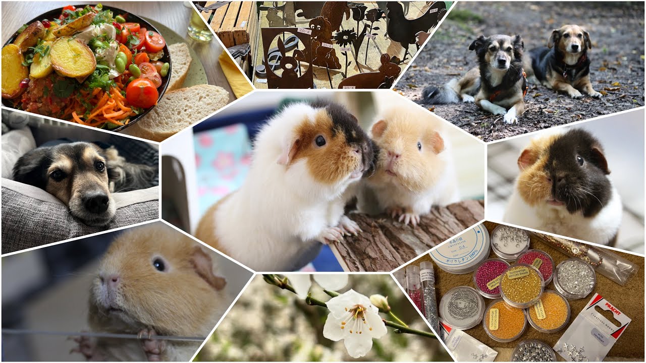 Eat, Sleep, Tierarzt, Repeat (Vlog: Februar und März 2024) | Die Schweinwohner