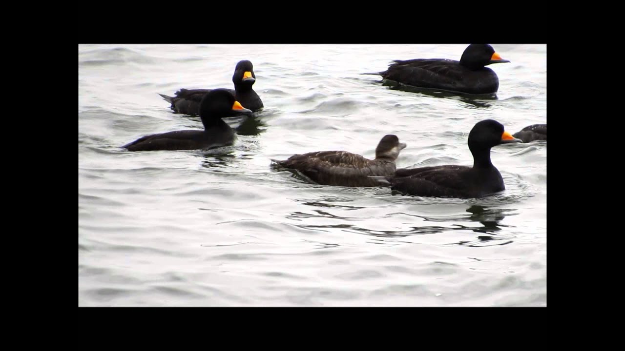 Black Scoter CRAZY COURTSHIP Amazing Sounds ducks birds calling in Shediac Bay, NB 🇨🇦 Macreuse