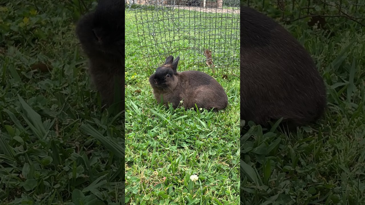 Chillin with the bunny | Subscribe for more bunny vibes and content 