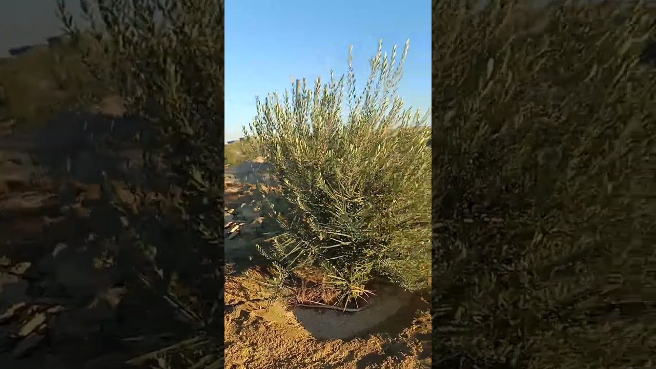شركة وادي النخيل وان لاستصلاح الأراضي بالفرافرة