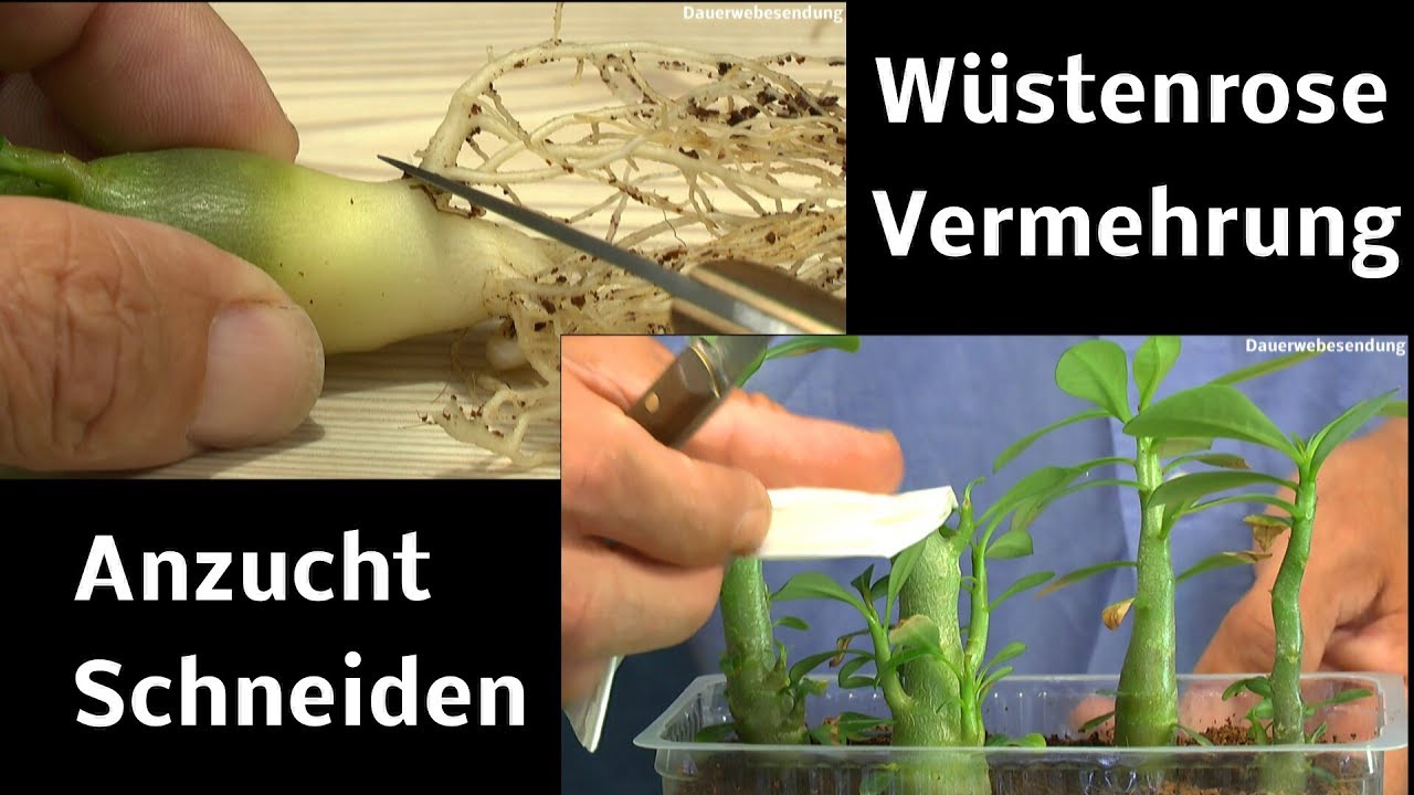 Adenium Obesum Anzucht