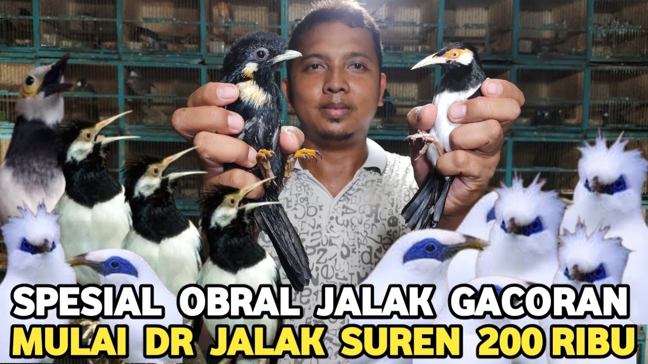 OBRAL JALAK GACORAN SUREN 200 RIBU JALAK PERLING  JALAK HONGKONG POHO  DI PASAR BURUNG PRAMUKA