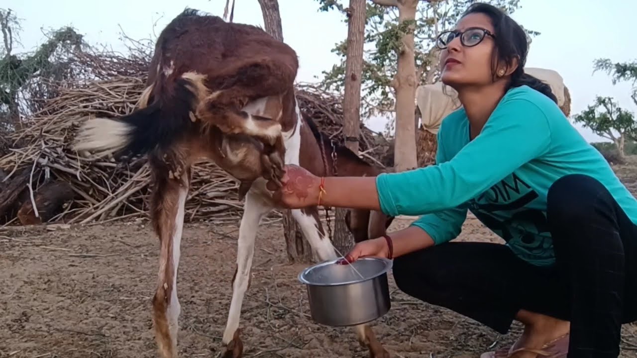बहुत दिनों बाद की goat milking🥳🥳| Goat milking by hand | Daily vlog | Village life | Milking | vlogs