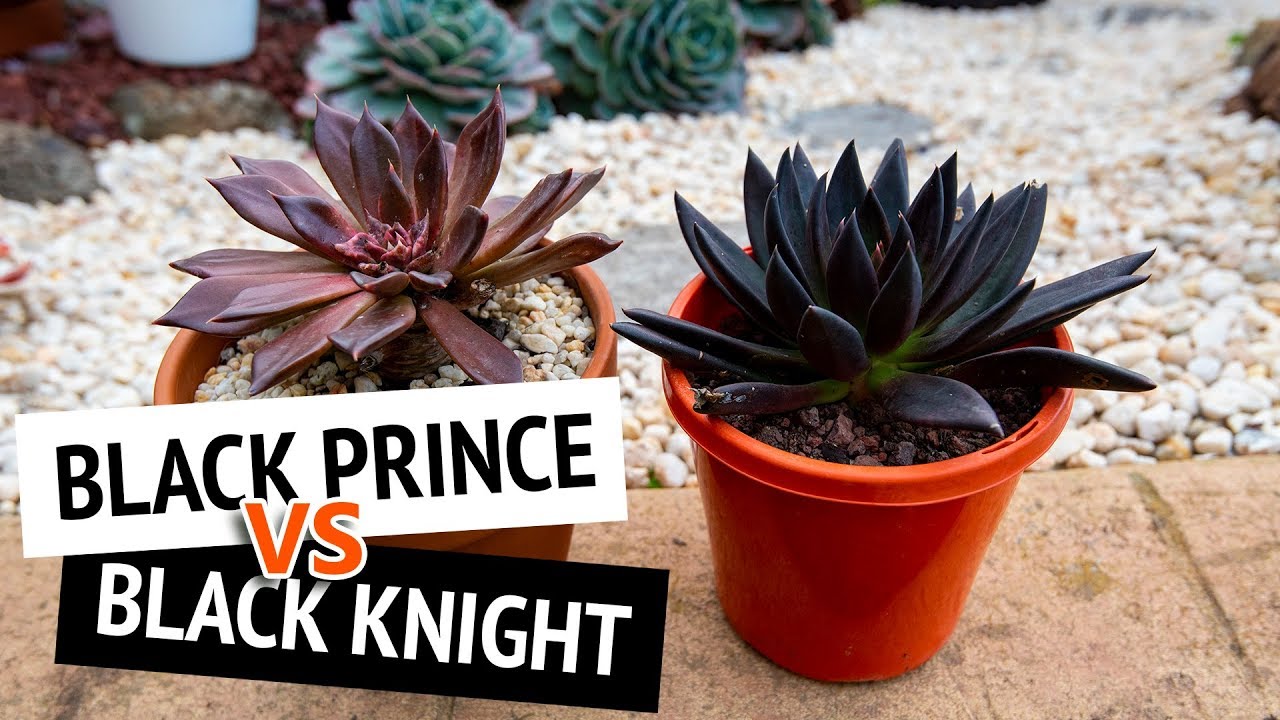 The difference between Echeveria Black Prince and Black Knight