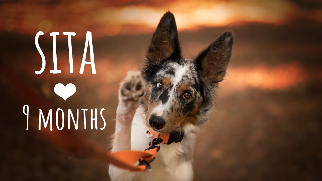 Sita Border Collie ♥ 9 months