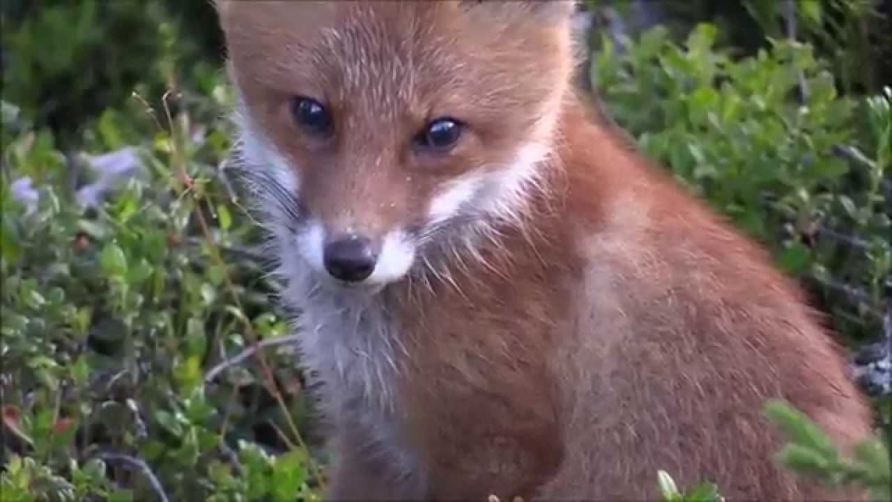 Räv, Red Fox (Vulpes vulpes), 2015-07-21