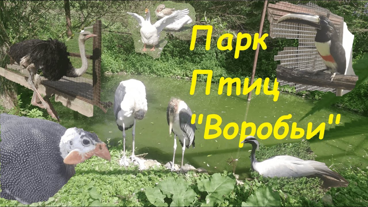 Парк ПТИЦ 