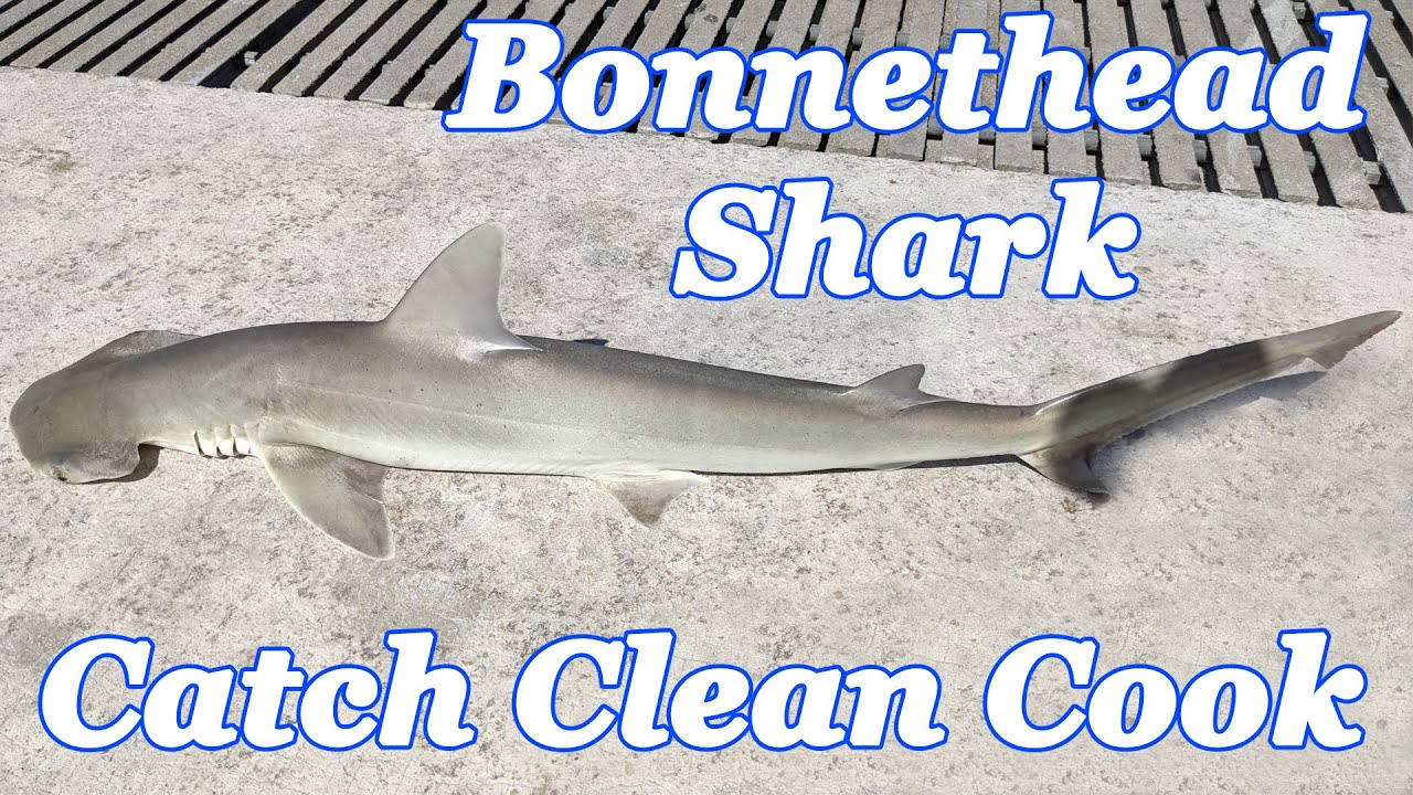 Bonnethead Shark - Catch Clean Cook