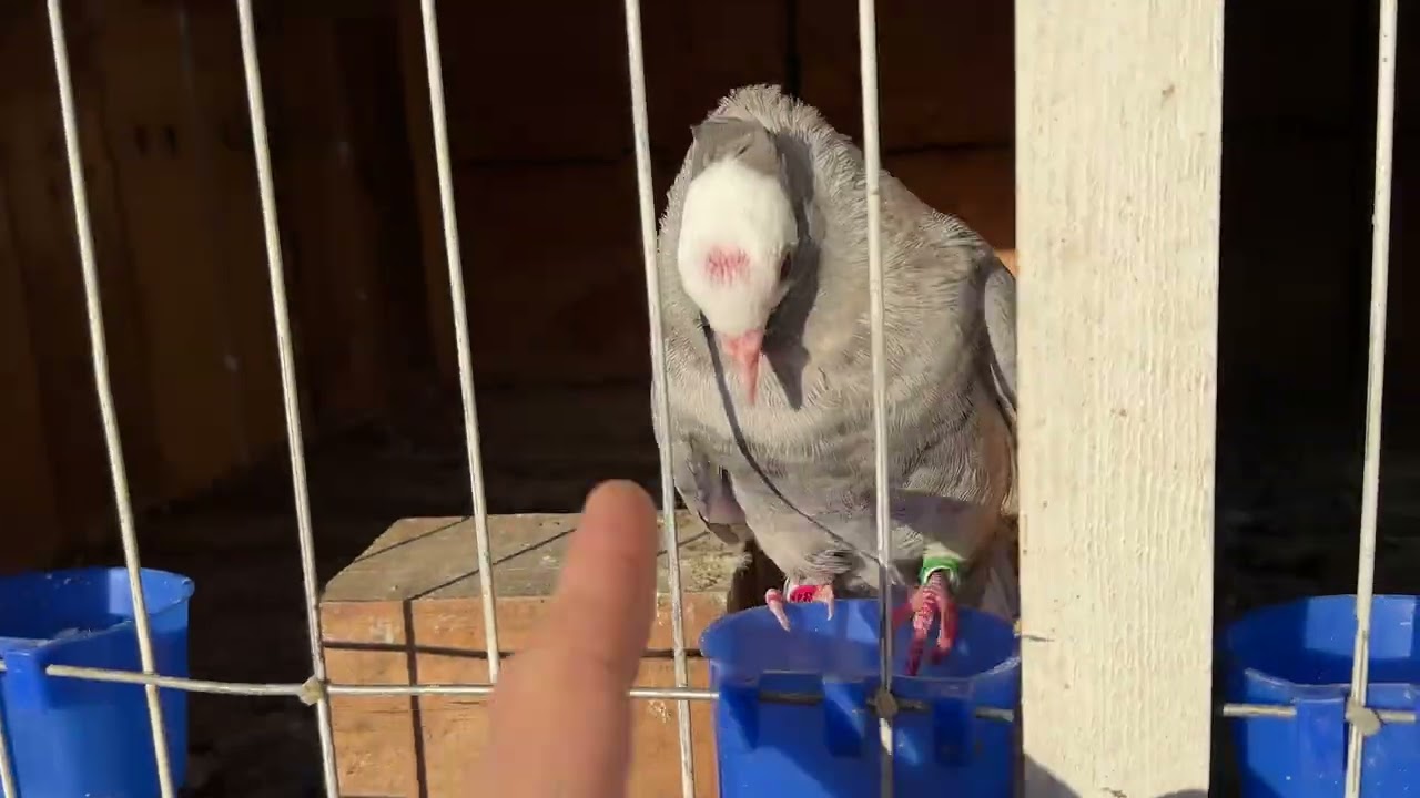 Ya Tenemos 5 Pichones: 