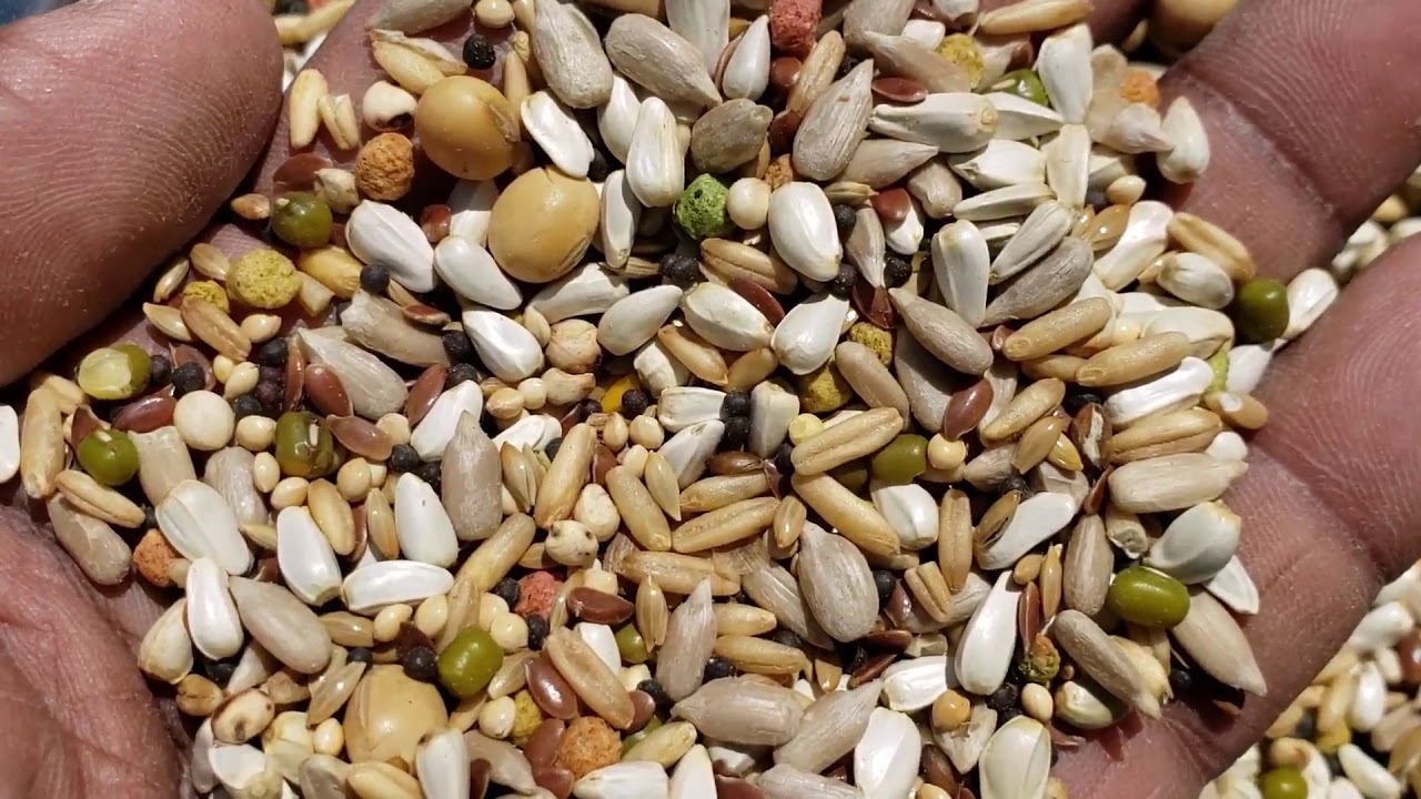 Special feed mix for Racing homer Pigeon