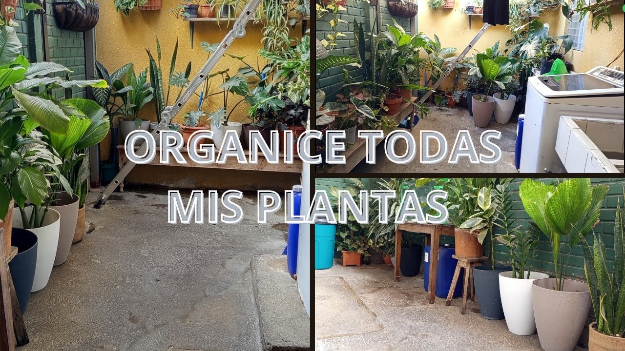 ORGANICE MI PEQUEÑO PATIO/ HICE TRANSPLANTES /REACOMODE MIS PLANTAS 🪴