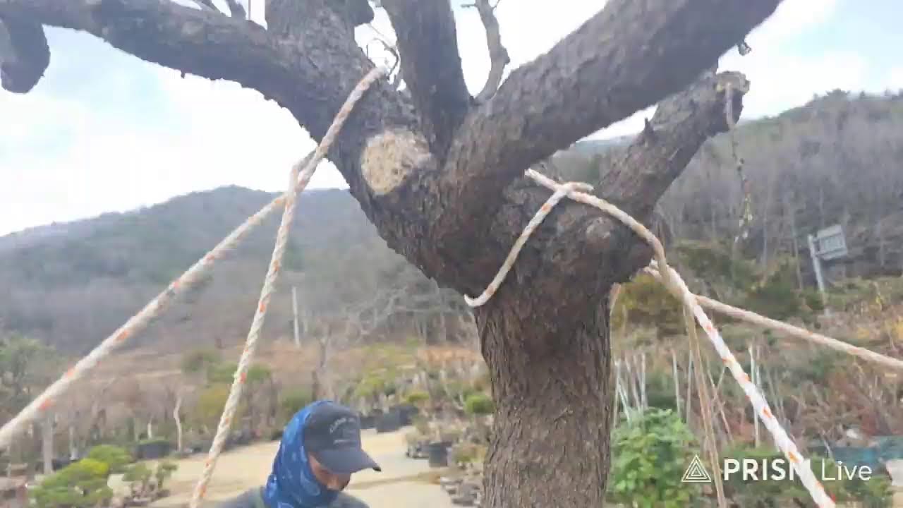2026.03.01  해남나무경매시장 라이브 방송