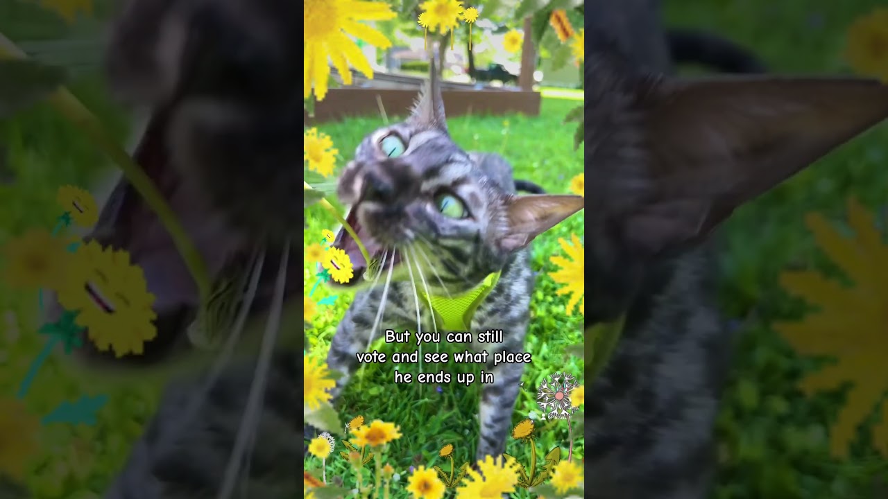 Buzz Bengal thanks you for voting. Maybe he can finish in the top ten. #dandelion #spring #cats