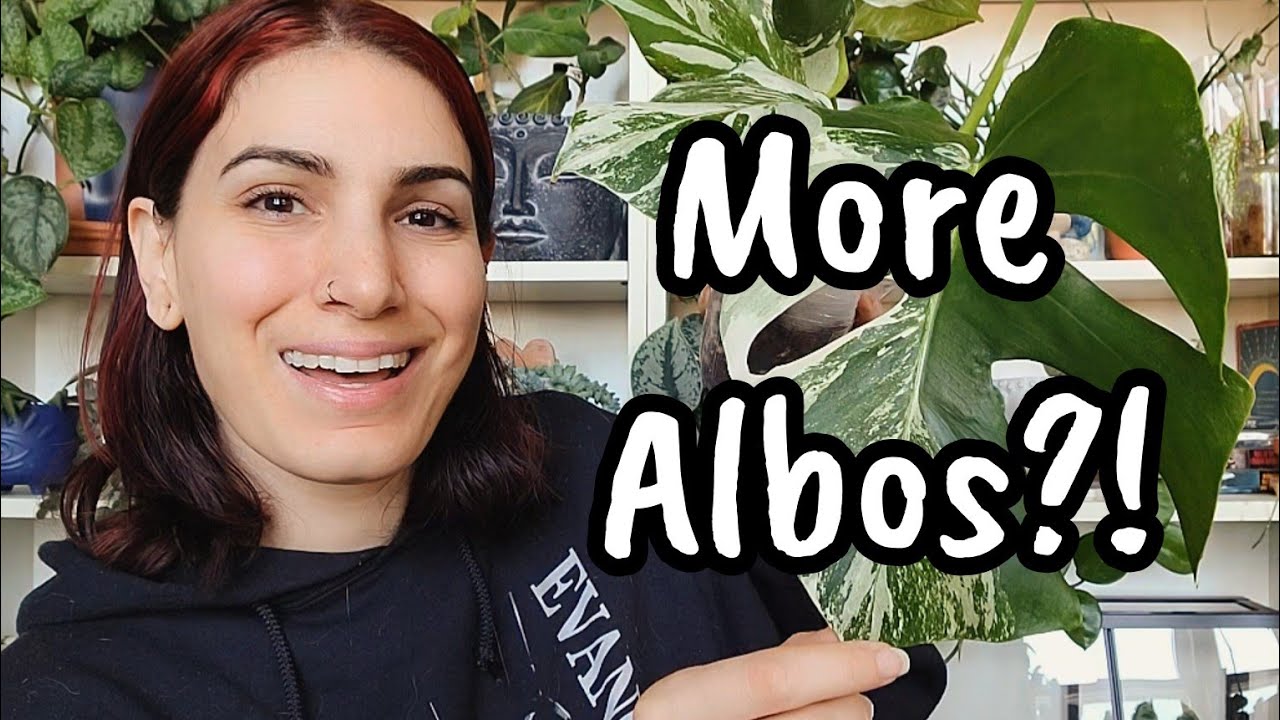 ANOTHER ALBO UNBOXING!! 🙃 Will These Ones Turn Out Better?? + updates on the first two 🌿