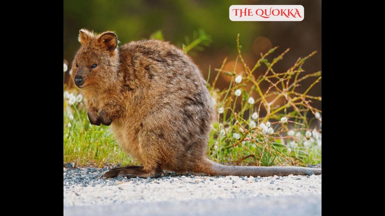 THE QUOKKA: THE TINY STAR OF AUSTRALIA