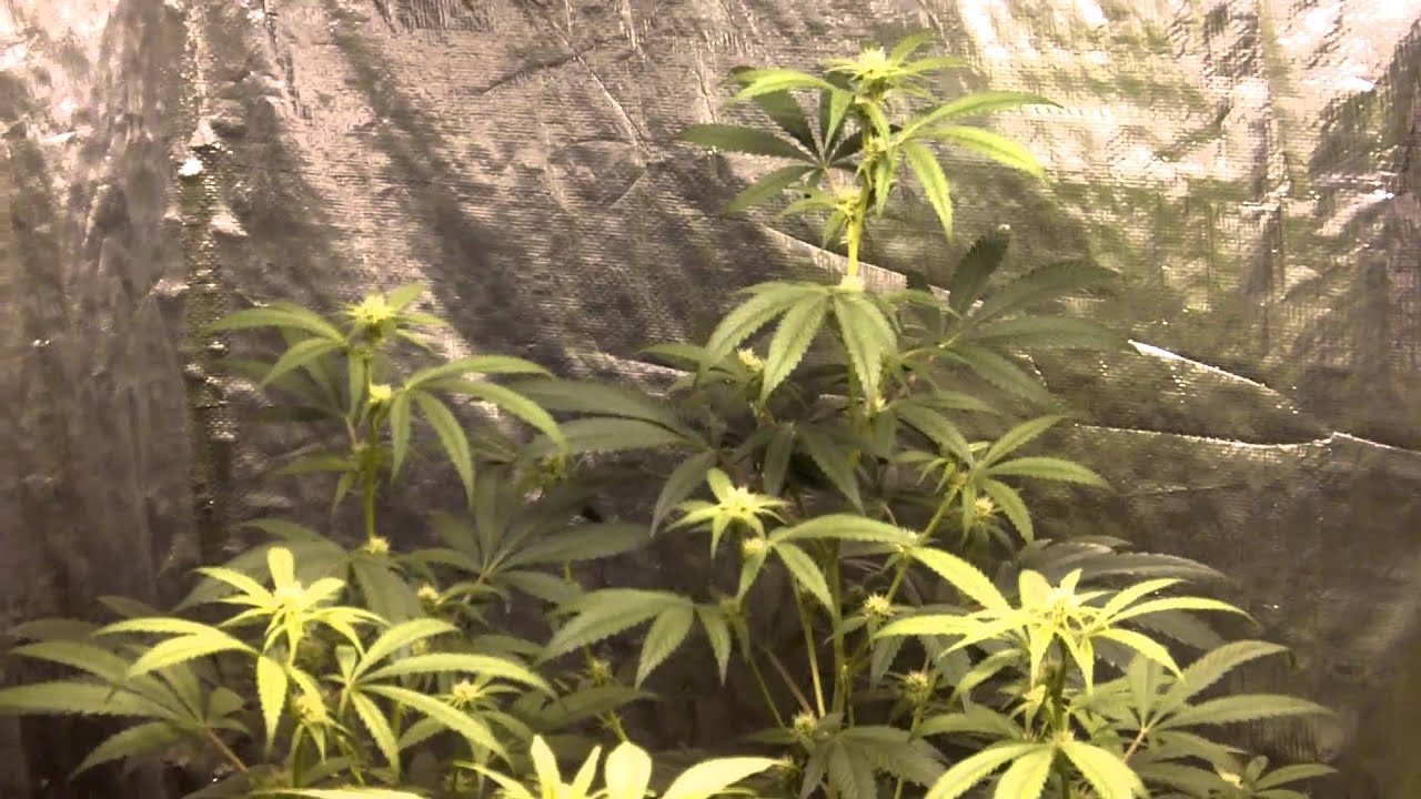 Watering and Feeding Part 2.MOV