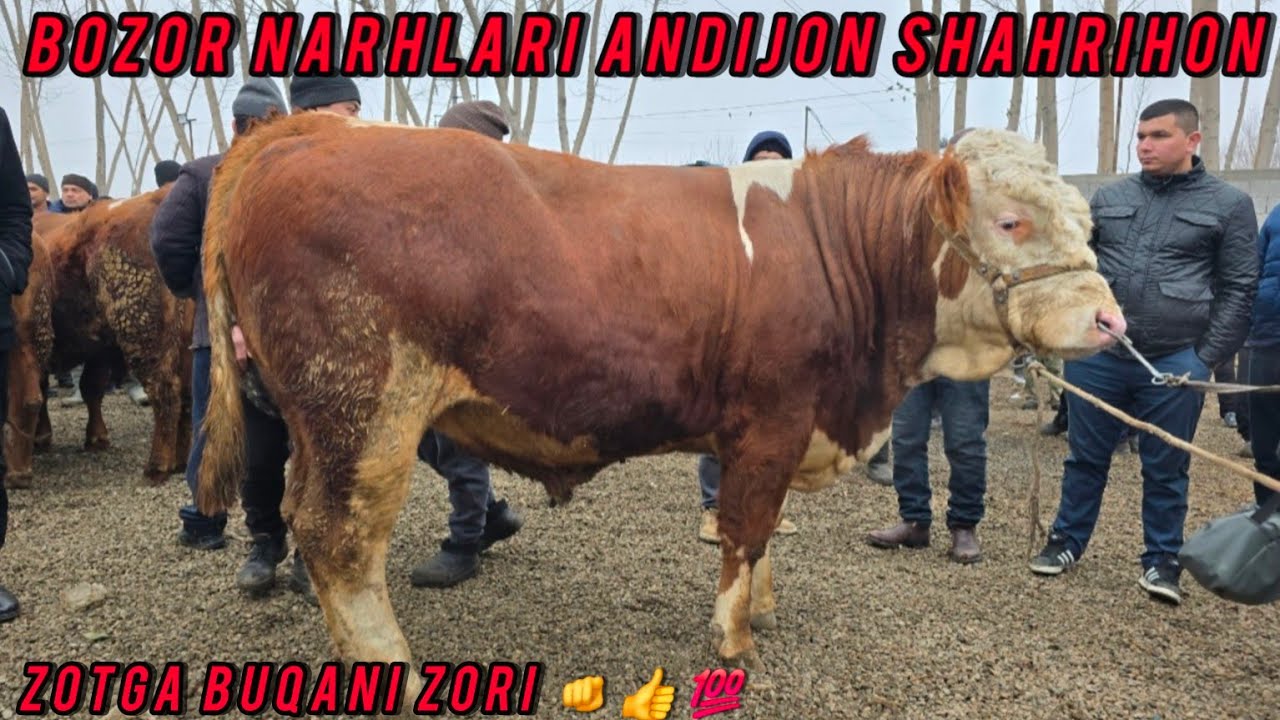 BOZOR NARHLARI ANDIJON SHAXRIHON MOL BOZORI 👍💯🇺🇿