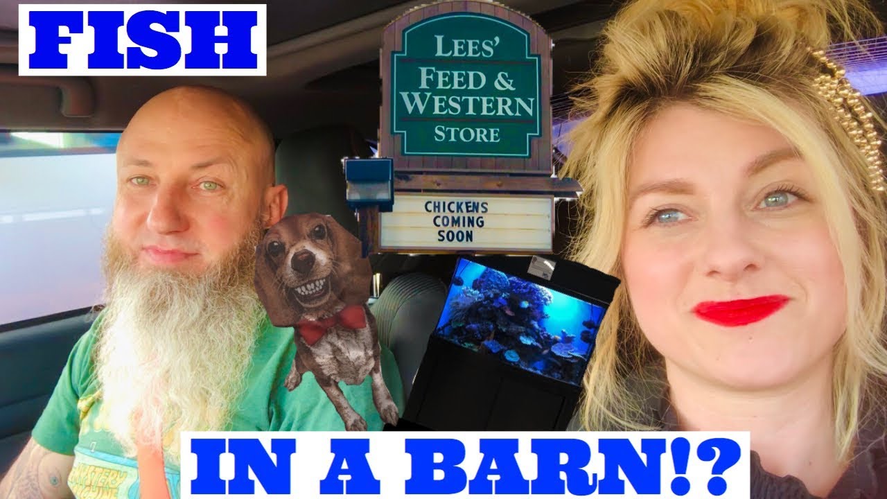 FINDING A NEW FISH STORE