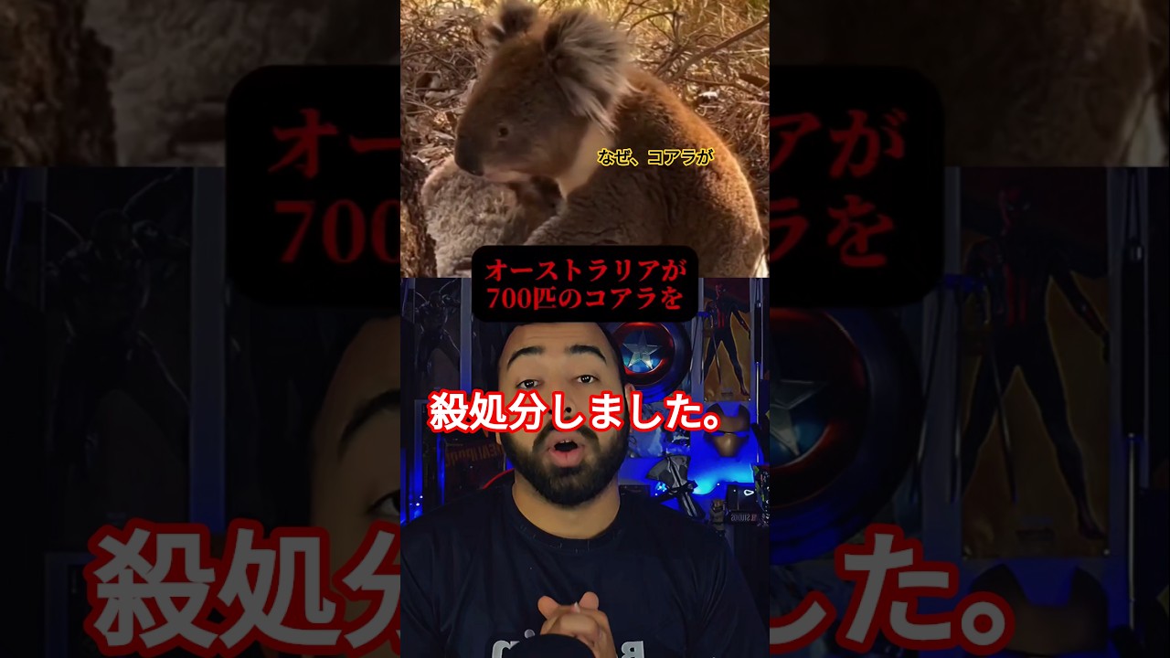 オーストラリアでコアラを処分？！なぜ、悲しすぎる現実#コアラ #australian #動物 #保護活動