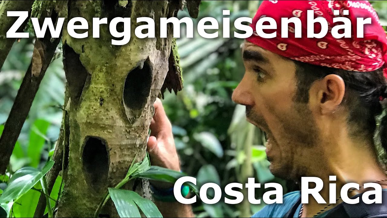 Witos Dschungel Stories - 1: Intro & Zwergameisenbär