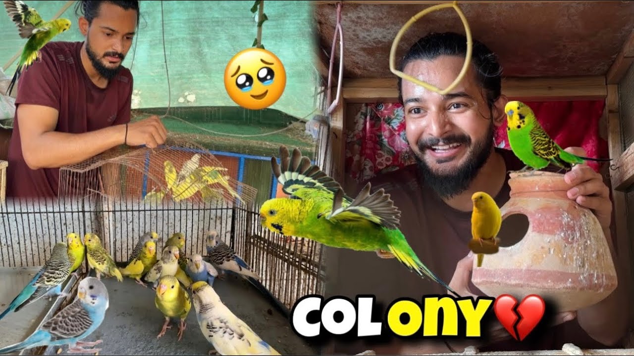 Finally Budgies Colony Tor Dali🥹 Renovation Ka Kaam Shuru😍 