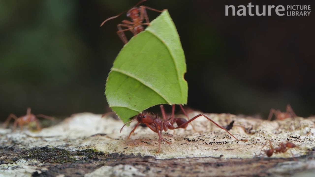 Slow motion clip of a Leaf cutter ant carrying a leaf along a branch, Orellana Province, Ecuador.