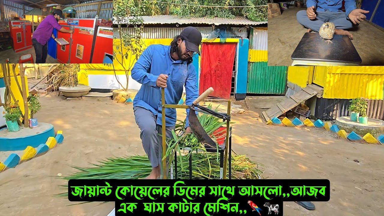 জায়ান্ট কোয়েলের ডিমের সাথে আসলো,,আজব এক  ঘাস কাটার মেশিন,,🦜🐄