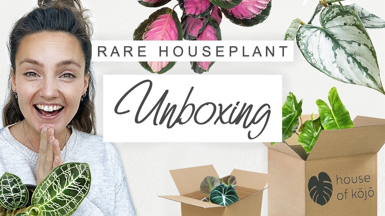 Wishlist Plant Haul 🌿 RARE Houseplant Unboxing 2021 🌱 Indoor Plant Unboxing | The Oodie Review 💚