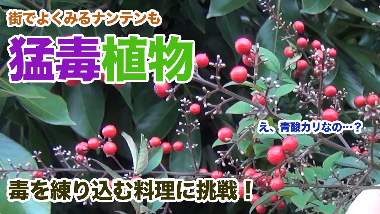 【実は猛毒】のど飴でおなじみ「ナンテン」の毒成分を使って料理してみた