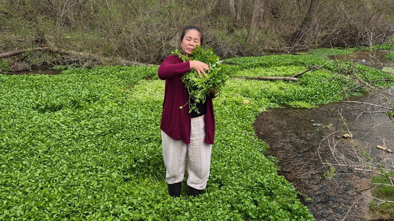 มีแล้วเด้อจ้าผักตามฤดูกาล  #nature  vegetables  watercress 