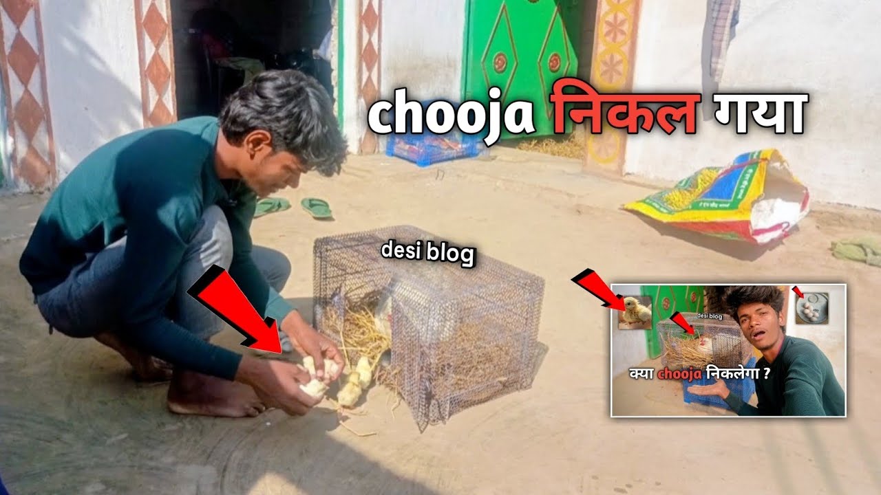 20 Din Ka Intezaar Khatam 🐣 Murghi Ne Chooze Fod Diye।village vlog videos