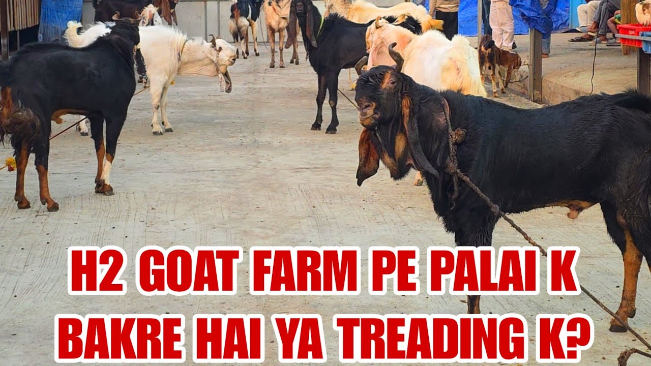 40/41 Hightwalwe Agle Saal K Liye Palti Karne Wale Kota Collection H2 Goat Farm Bhiwandi Padgha.