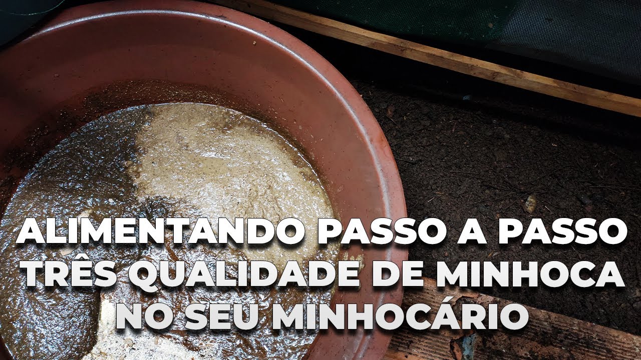 Alimentando passo a passo três qualidades de minhocas no seu minhocário