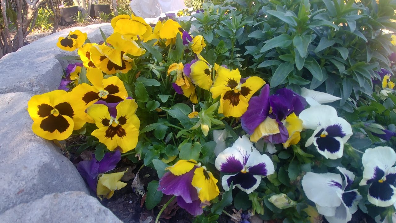 Growing Pansy from seeds (with all updates)