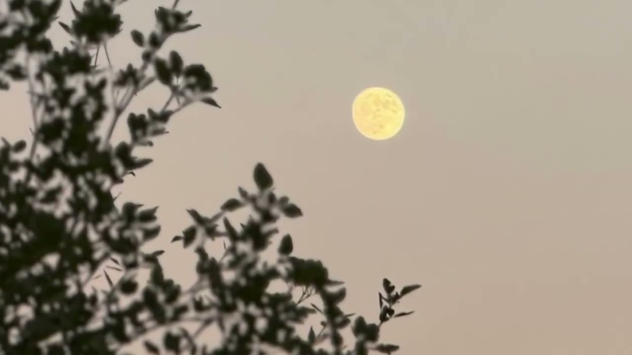 Full Moon Through the Trees | Calm Night Sky 🌕