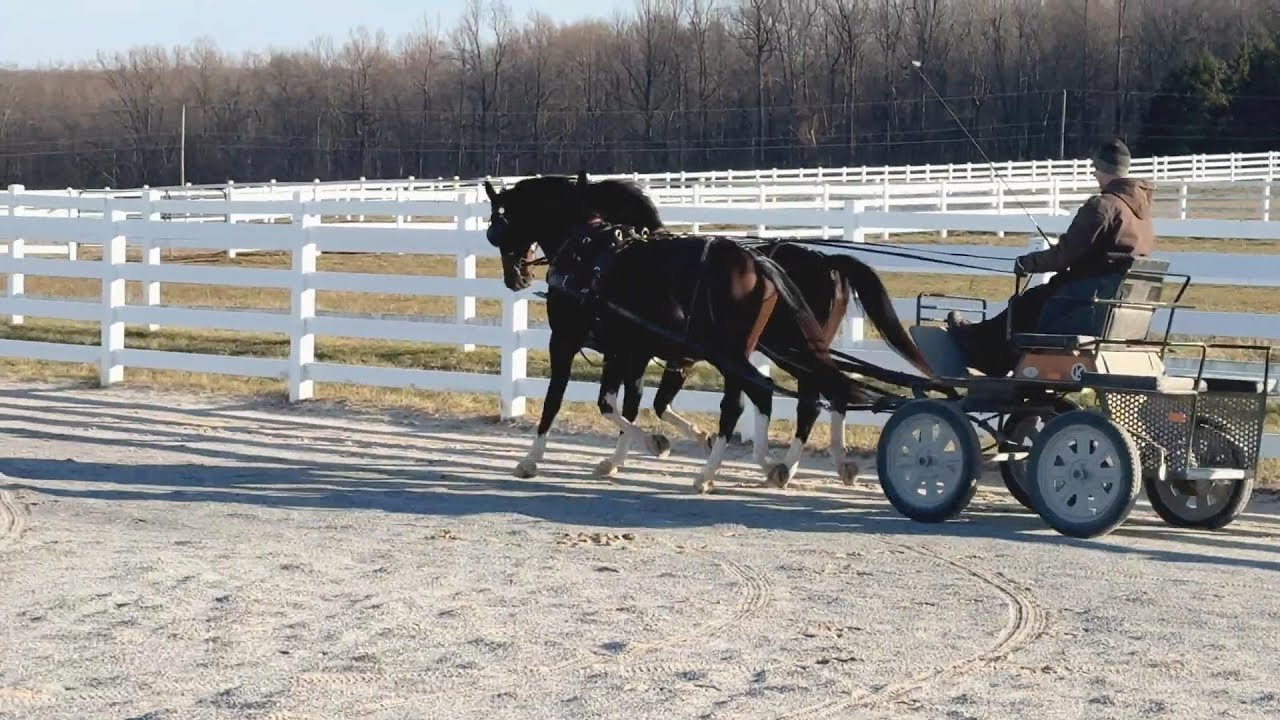 2022 and 2021 Dutch Geldings by Izandro x Moneymaker - Bob & Jack