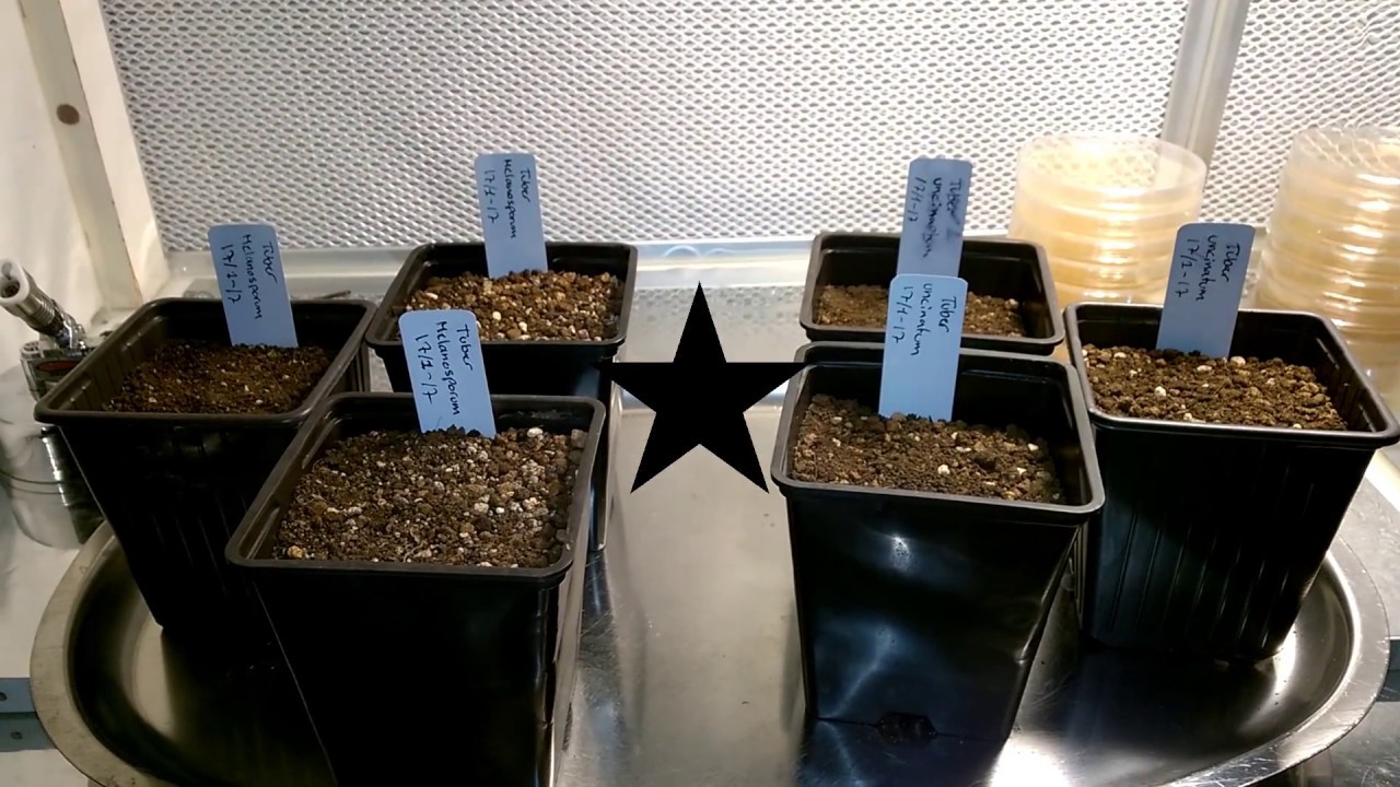 Truffle tree production.